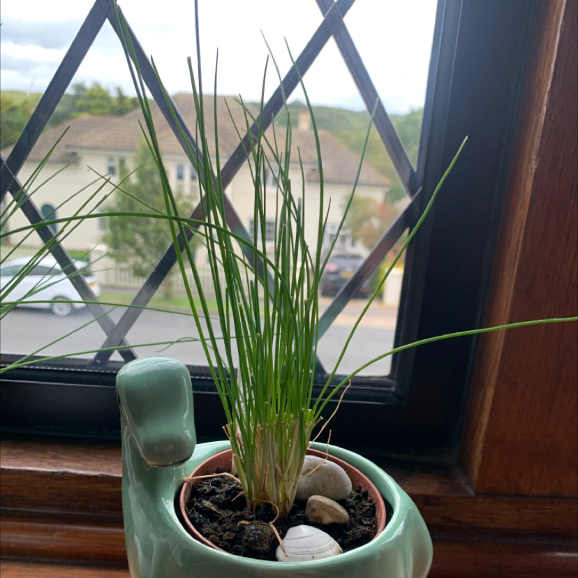Photo of the plant species Wild Chives by Benjamin  named Susan on Greg, the plant care app