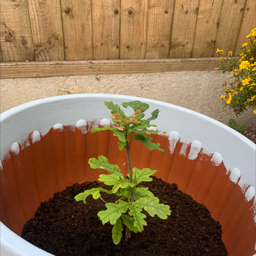 Young English Oak plant in a pot with some browning on upper leaves.