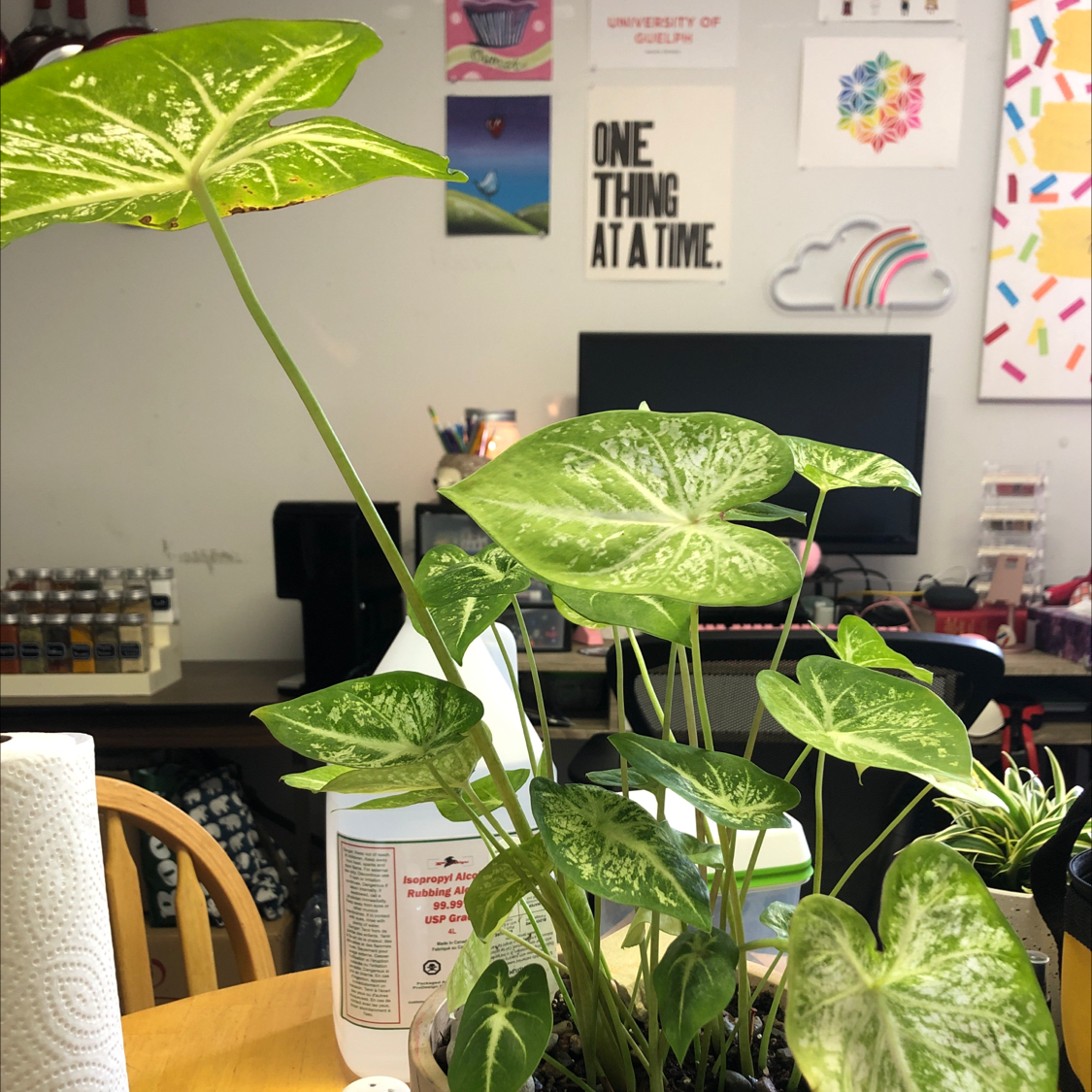 Photo of the plant species Lance-leaf Caladium by Lindsay named Lady Capabellum on Greg, the plant care app