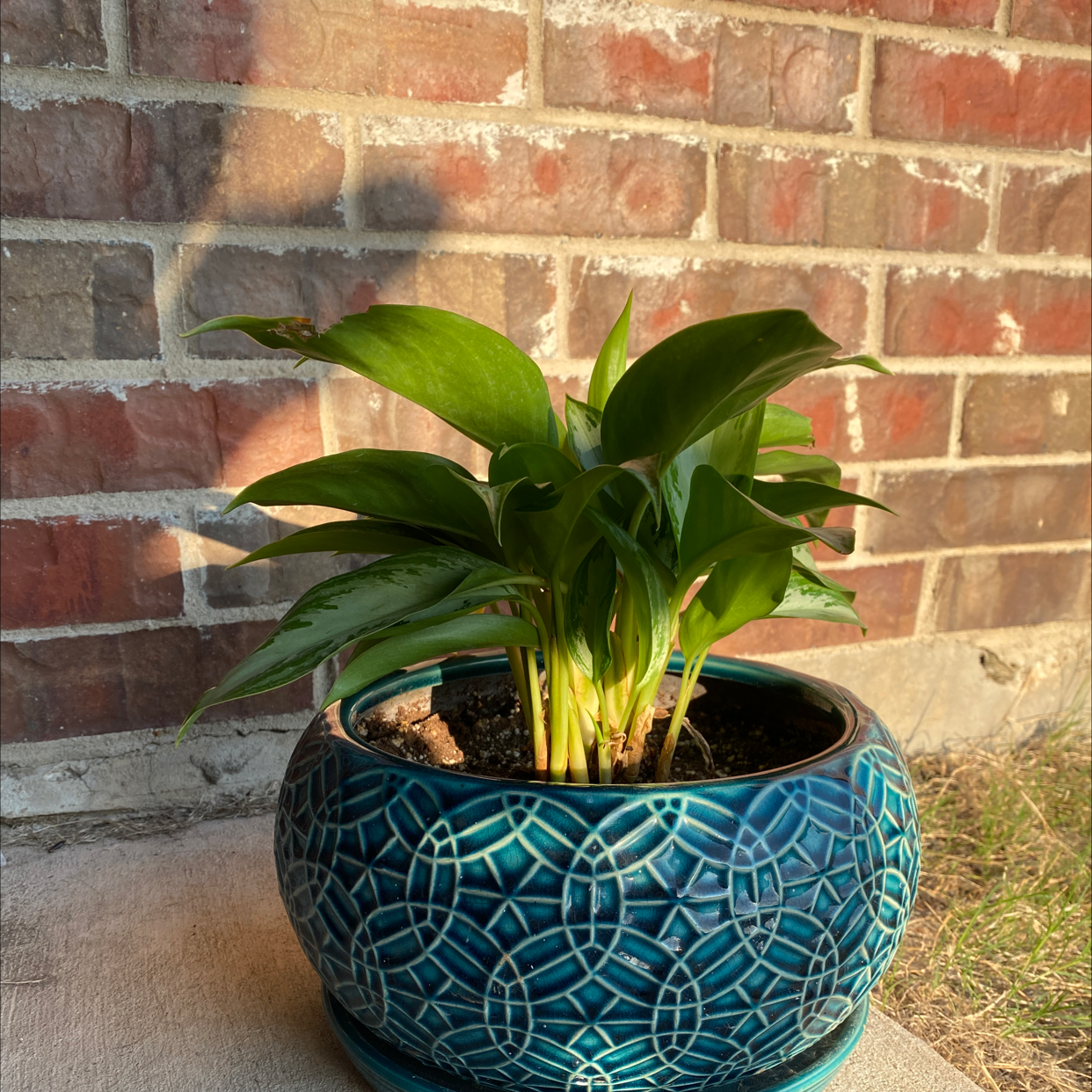 Photo of the plant species Aglaonema 'Silver Moon' by @Jackie_San named Gaga on Greg, the plant care app