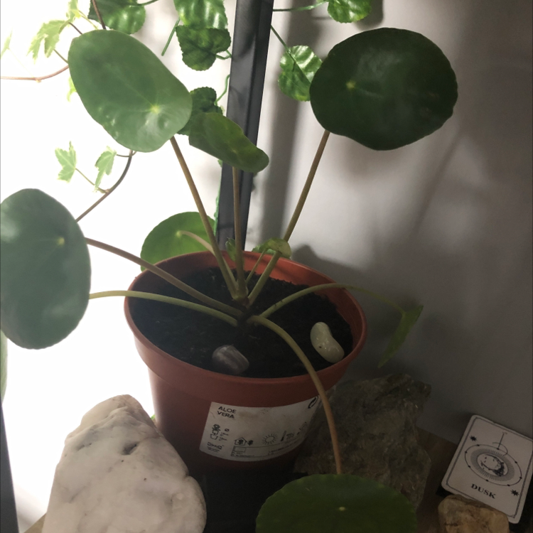Chinese Money Plant plant photo by @cara.123 named flo on Greg, the plant care app.