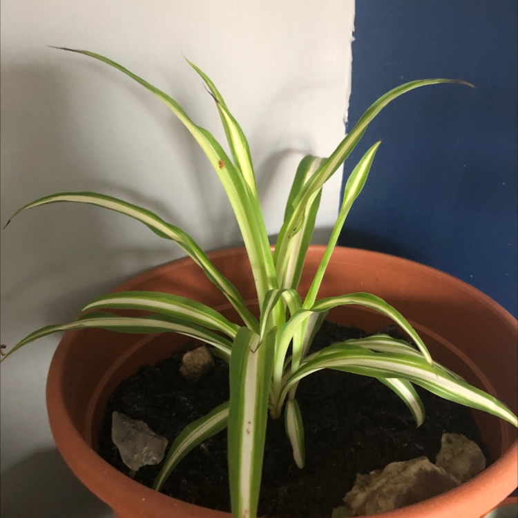 Spider Plant plant photo by @cara.123 named niki on Greg, the plant care app.