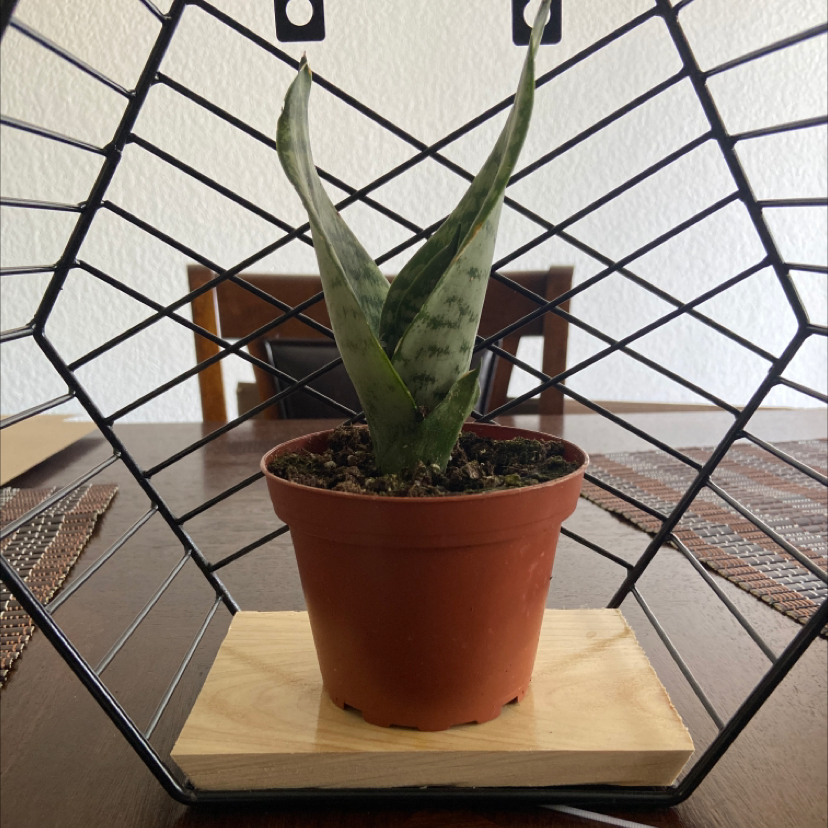 Zeylanica Snake Plant in a pot on a wooden base with a wireframe structure in the background.