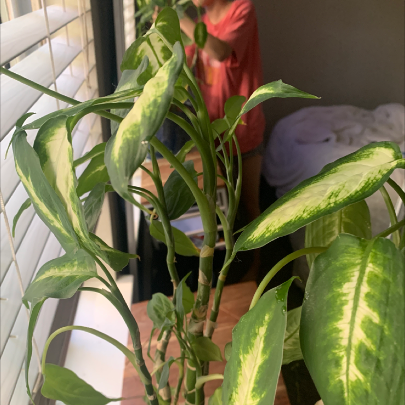 Dieffenbachia plant photo by @Rredup named Dumb cane babe on Greg, the plant care app.
