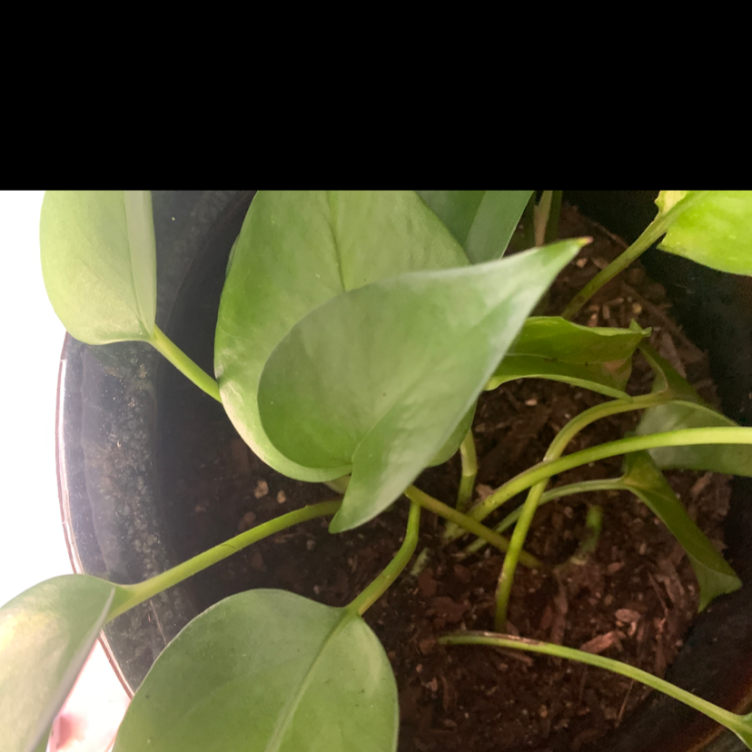 Taro Vine plant photo by @Rredup named patrice on Greg, the plant care app.