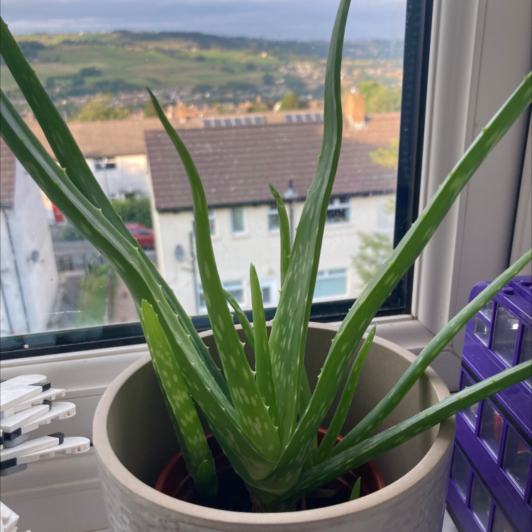 Aloe vera plant photo by @Connerjackegan named Greyam on Greg, the plant care app.