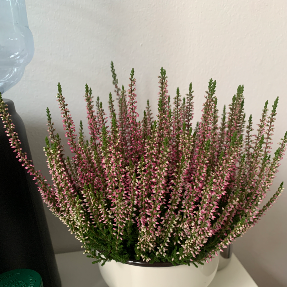 Potted Heather plant with numerous small, pinkish flowers, appearing healthy.