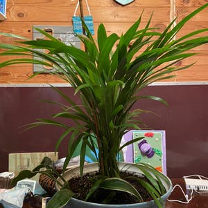 Kentia Palm plant photo by Charlane named Your plant on Greg, the plant care app.