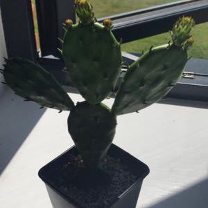 Cochineal Cactus plant photo by @Plantygal named Cochineal nopal on Greg, the plant care app.