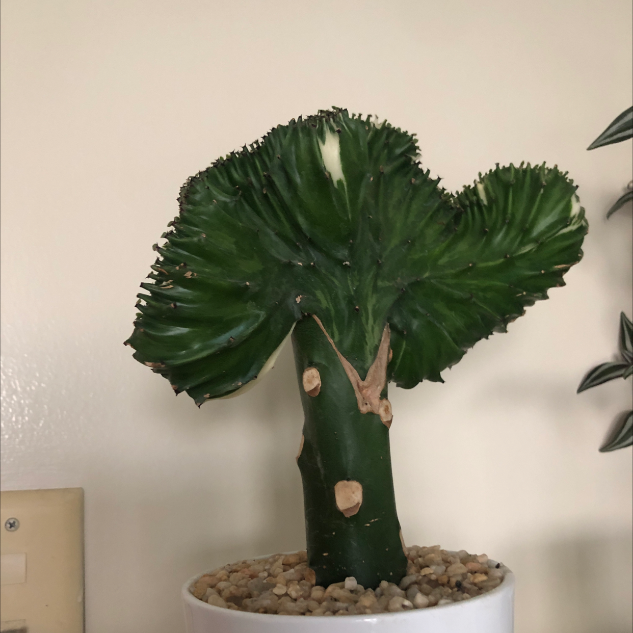 Dragon Bone Cactus plant photo by @dylanslabach named Sproutacus on Greg, the plant care app.