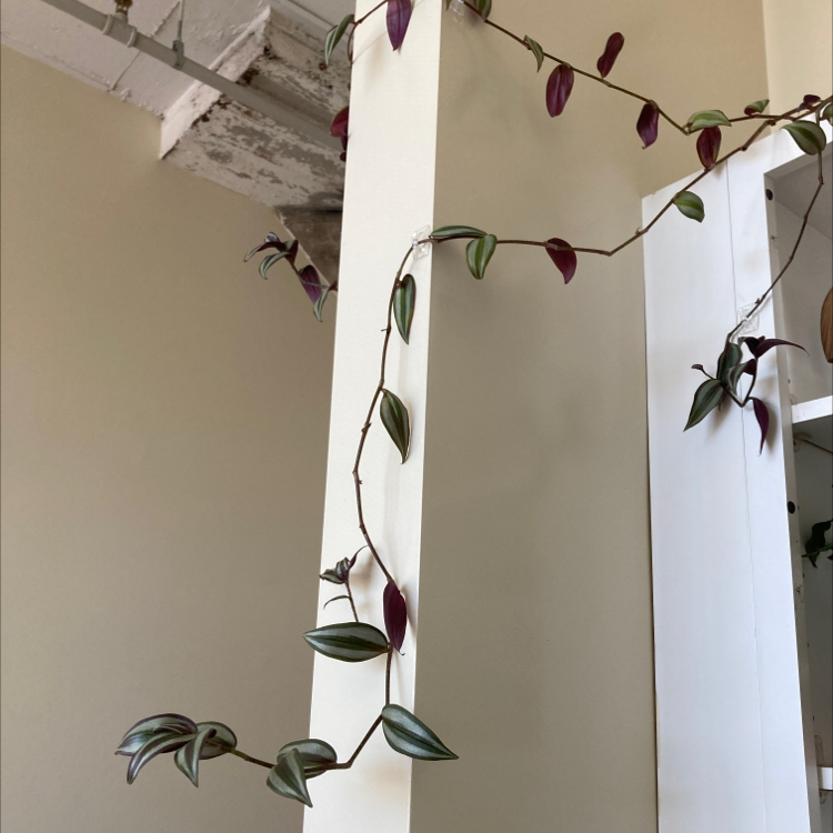 Spiderwort plant photo by @dylanslabach named Dax on Greg, the plant care app.