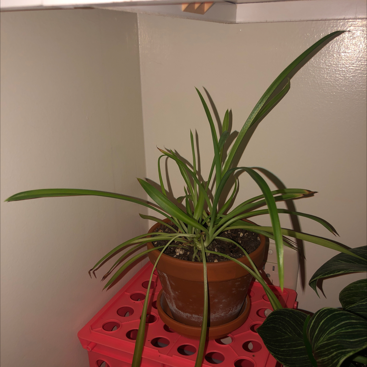 Spider Plant plant photo by @dylanslabach named Sonora on Greg, the plant care app.