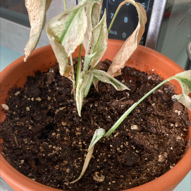 Jungle Velvet plant photo by @dylanslabach named Shrug on Greg, the plant care app.