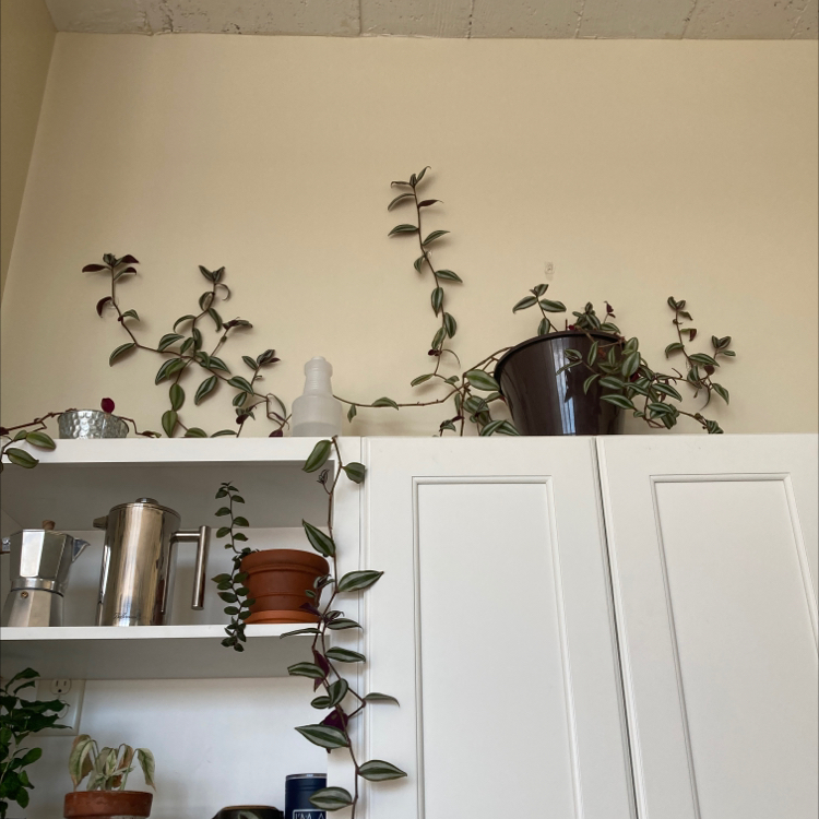Spiderwort plant photo by @dylanslabach named Xena on Greg, the plant care app.