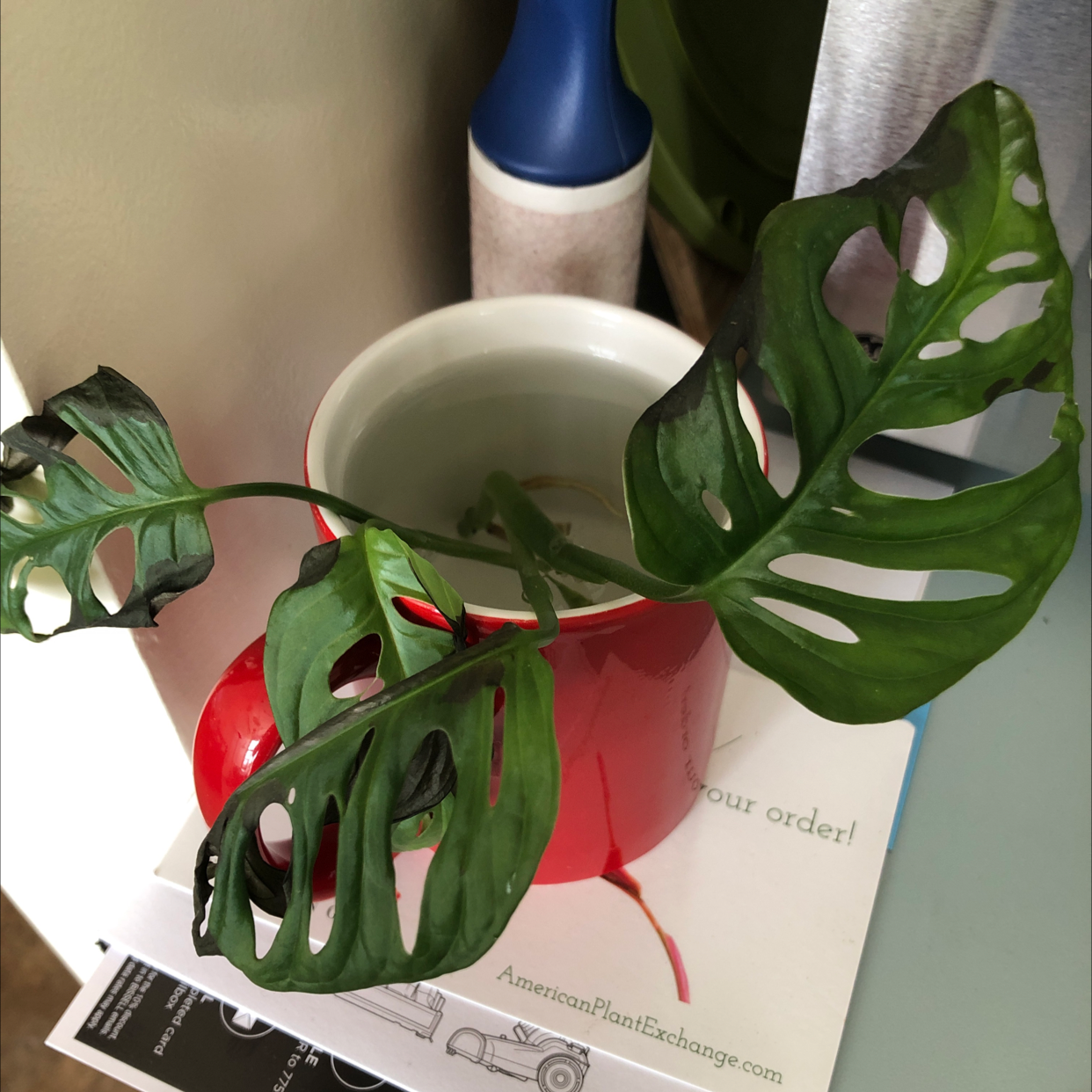 Monstera plant photo by @dylanslabach named da Vinci on Greg, the plant care app.