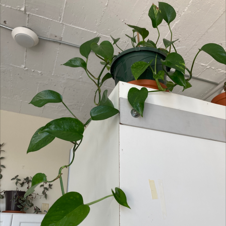 Taro Vine plant photo by @dylanslabach named Nemo on Greg, the plant care app.