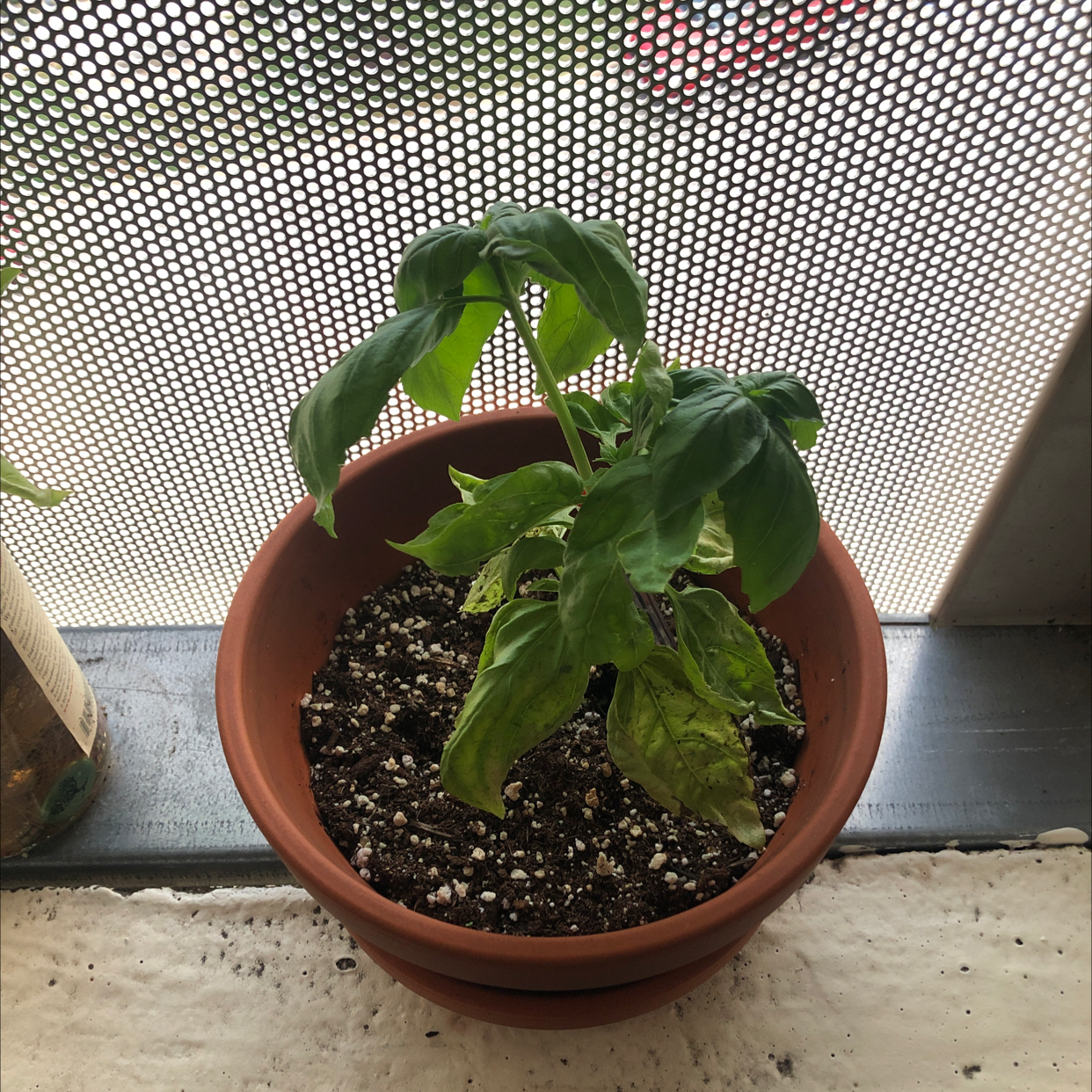 Sweet Basil plant photo by @dylanslabach named Elina on Greg, the plant care app.