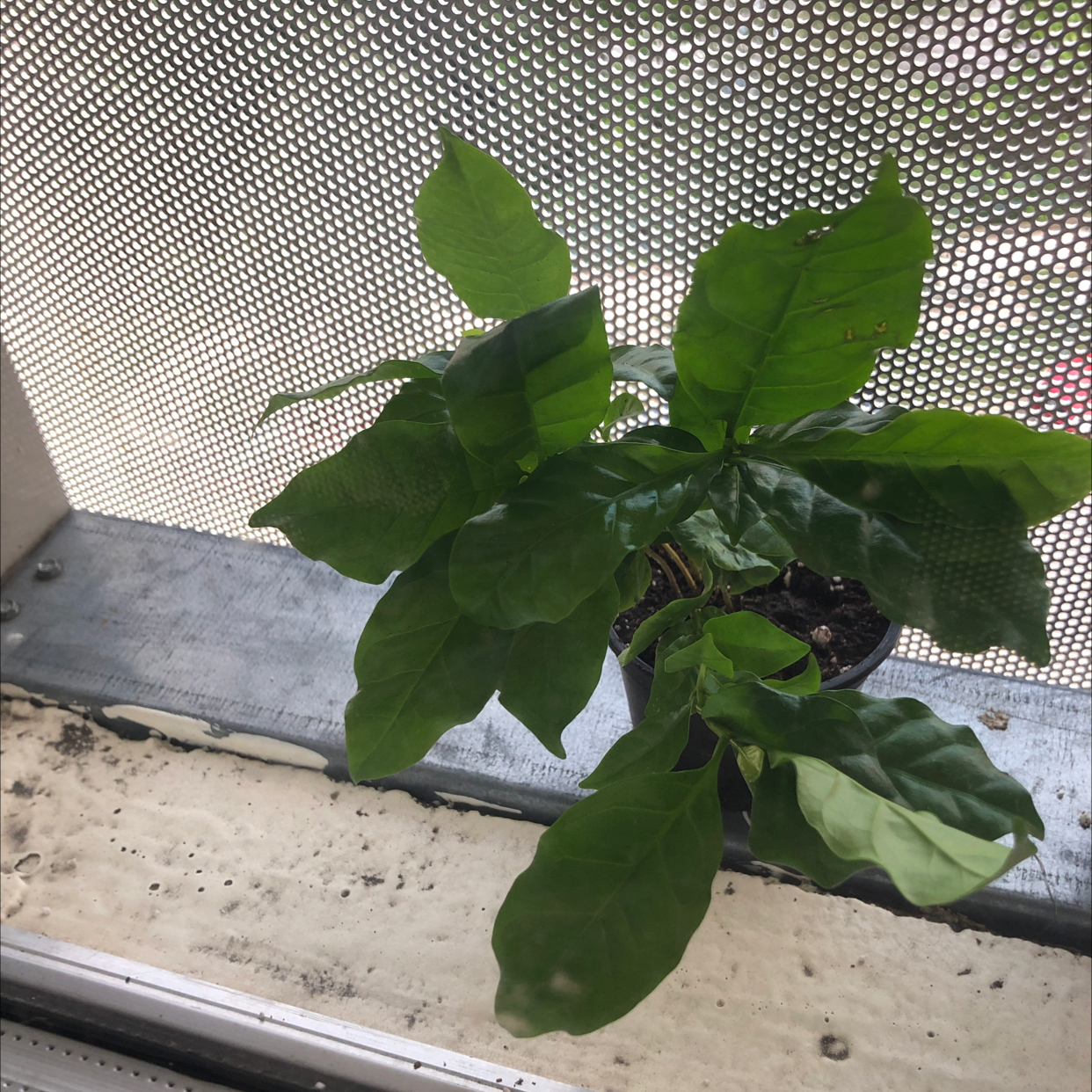 Arabian Coffee Plant plant photo by @dylanslabach named Bruce Lee on Greg, the plant care app.