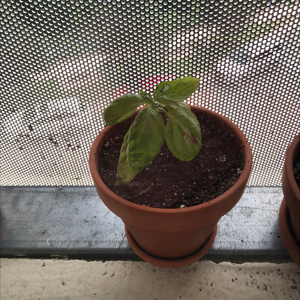 Sweet Basil plant photo by @dylanslabach named Scarlett on Greg, the plant care app.