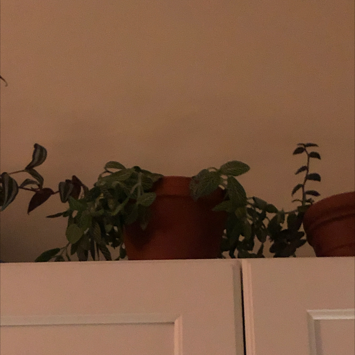 Nerve Plant plant photo by @dylanslabach named Sigmund on Greg, the plant care app.