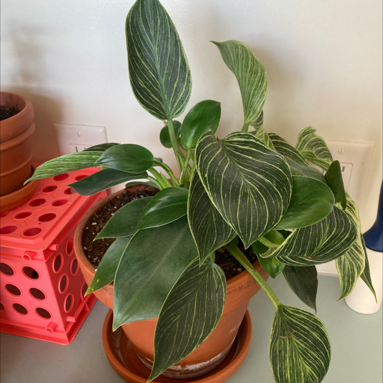 Philodendron Birkin plant photo by @dylanslabach named Navajo on Greg, the plant care app.