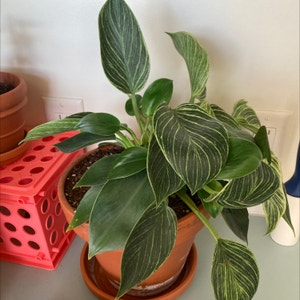 Philodendron 'Birkin' plant photo by Dylanslabach named Navajo on Greg, the plant care app.