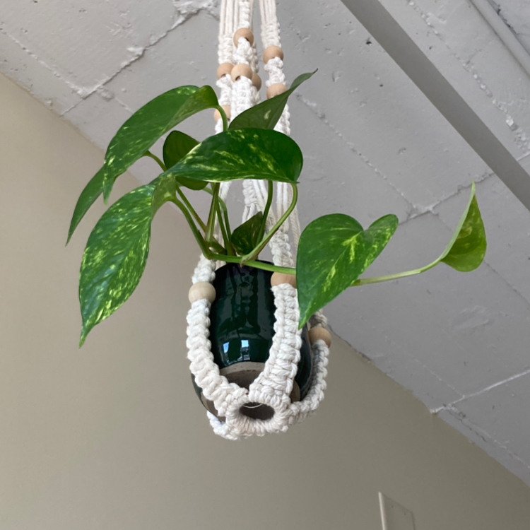 Taro Vine plant photo by @dylanslabach named Zeus on Greg, the plant care app.
