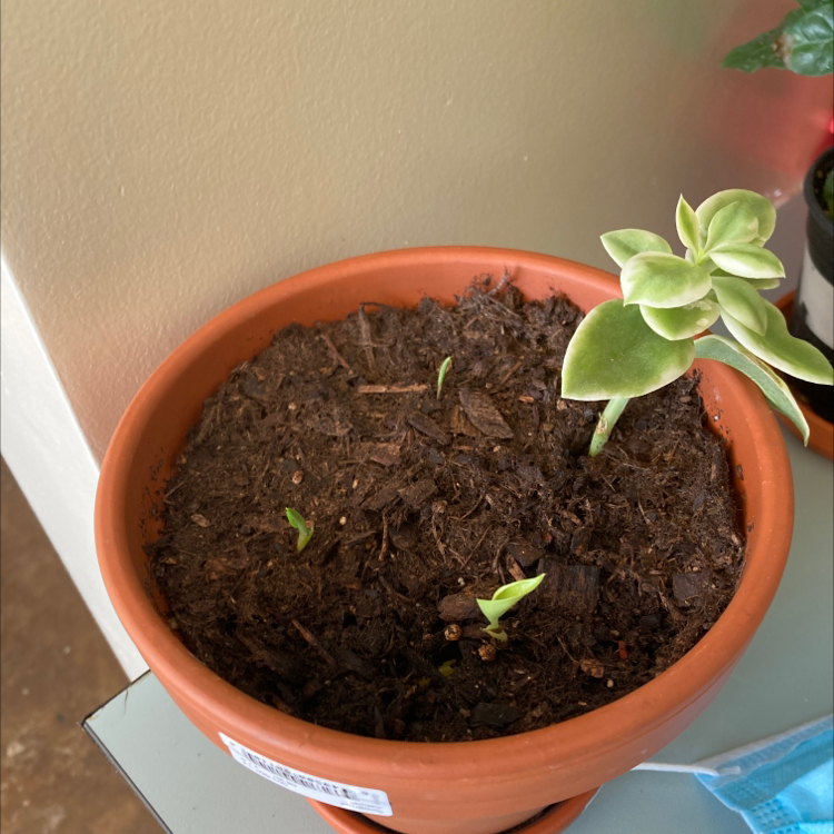 Baby Sun Rose plant photo by @dylanslabach named Drake on Greg, the plant care app.