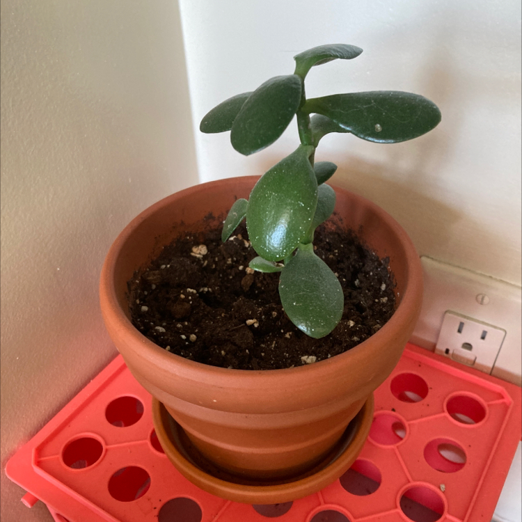 Lucky Plant plant photo by @dylanslabach named Lebron on Greg, the plant care app.