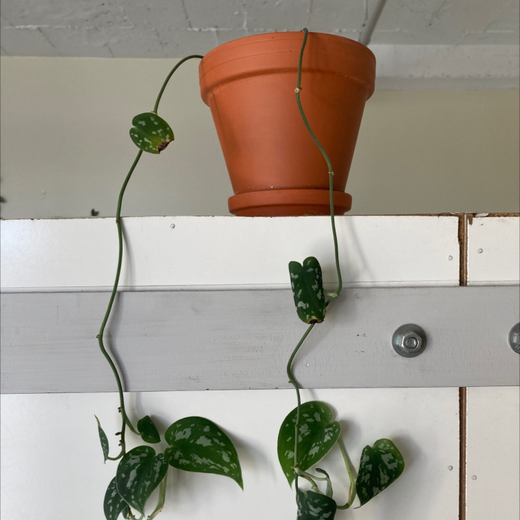 Satin Pothos plant photo by @dylanslabach named Kardashian on Greg, the plant care app.