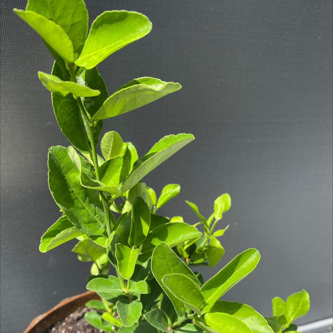 Healthy Makrut Lime plant with vibrant green leaves in a pot.