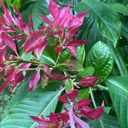 Photo of the plant species Megaskepasma by Ewhuszar named Your plant on Greg, the plant care app
