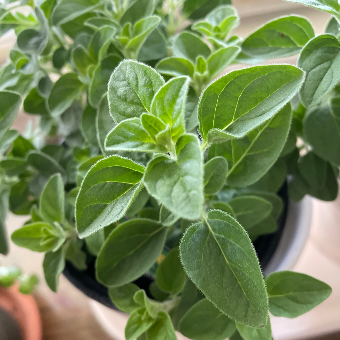 Close-up of a healthy, vibrant green oregano plant with oval-shaped leaves and hints of purple on the edges.