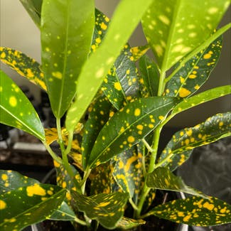 Gold Dust Croton plant in Simi Valley, California
