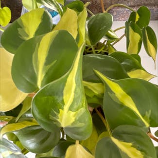 Philodendron Brasil plant in Simi Valley, California