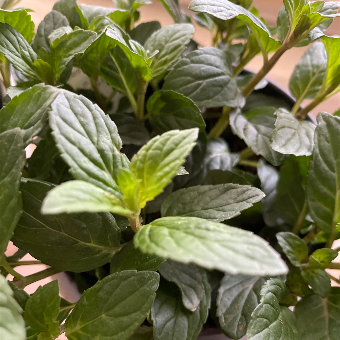 Close-up of a healthy peppermint plant with vibrant green leaves.