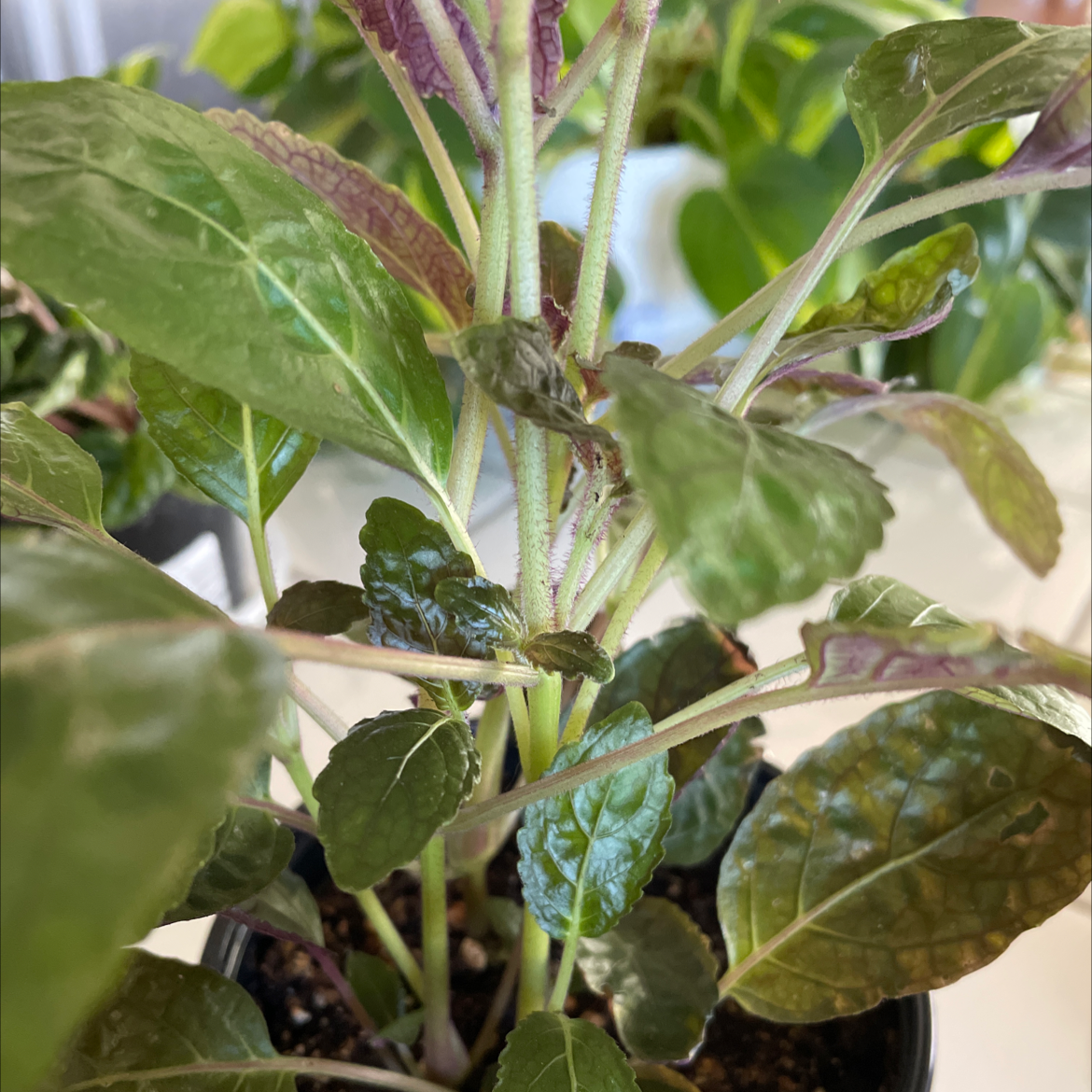 Waffle Plant with green and purple leaves in a pot, soil visible.