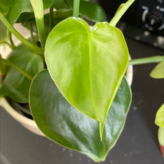 Heartleaf Philodendron plant in Simi Valley, California