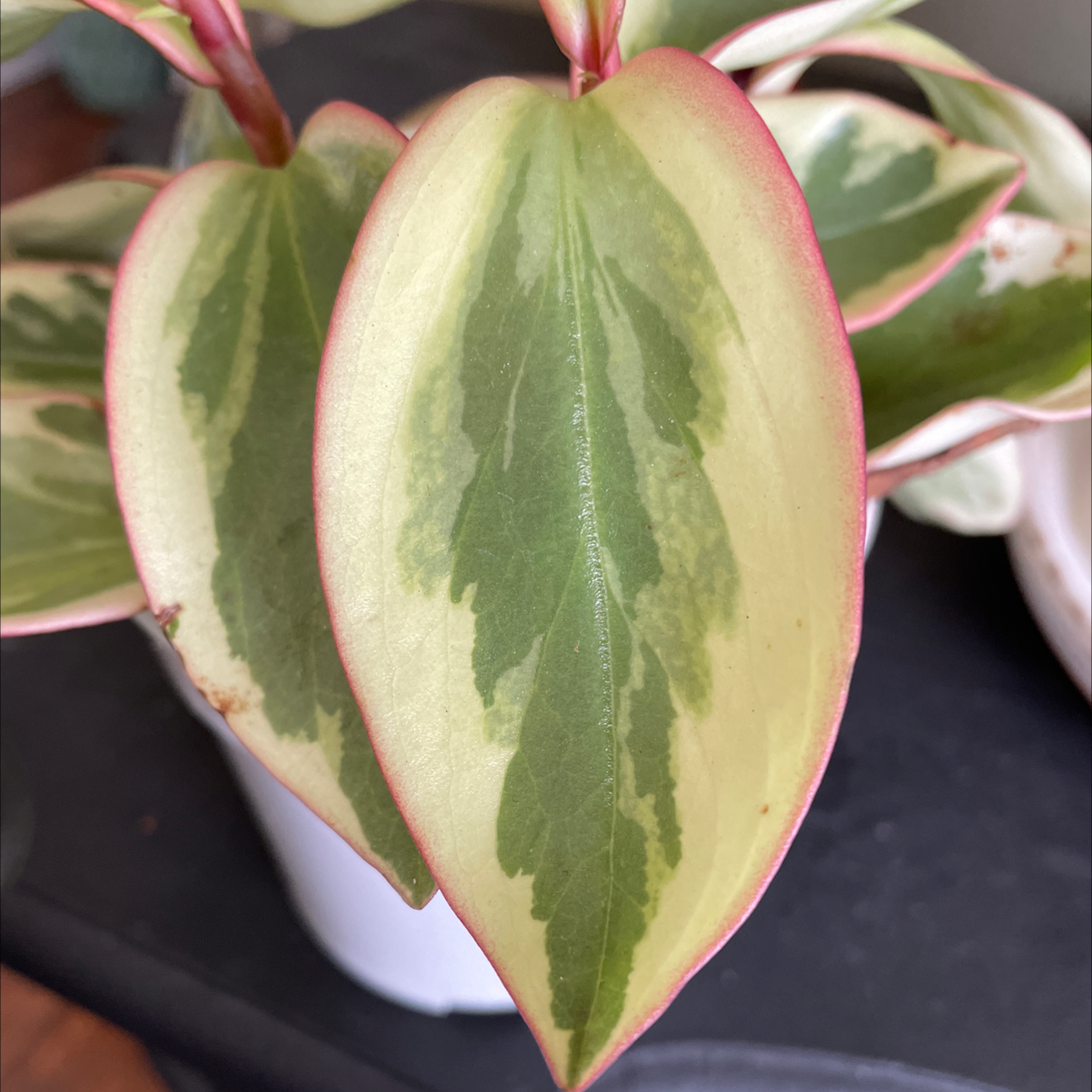 Jelly Peperomia plant with variegated leaves showing green, yellow, and pink colors.