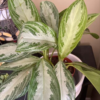 Chinese Evergreen plant in Simi Valley, California
