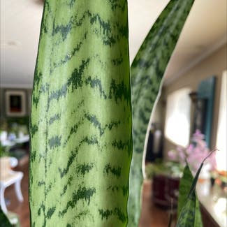 Snake Plant plant in Simi Valley, California