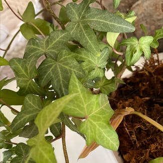 English Ivy plant in Simi Valley, California