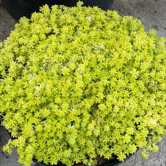 Goldmoss Stonecrop plant in Simi Valley, California