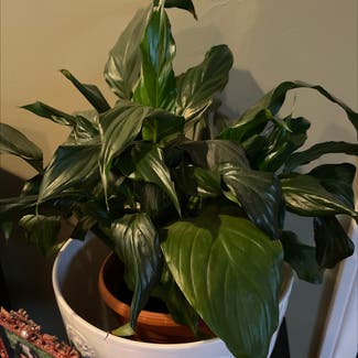 Peace Lily plant in Simi Valley, California