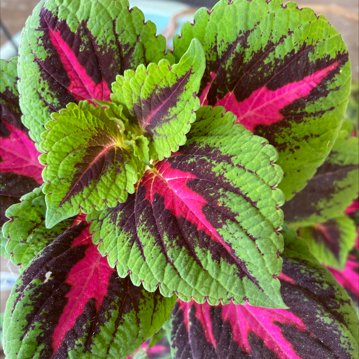 Photo of the plant species Coleus by @ToniAdel named Bubblelicious on Greg, the plant care app