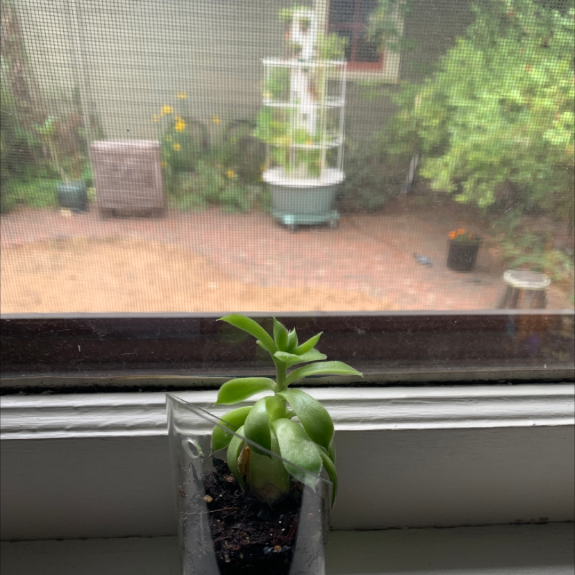 Variegated Jade plant on a windowsill with an outdoor garden in the background.