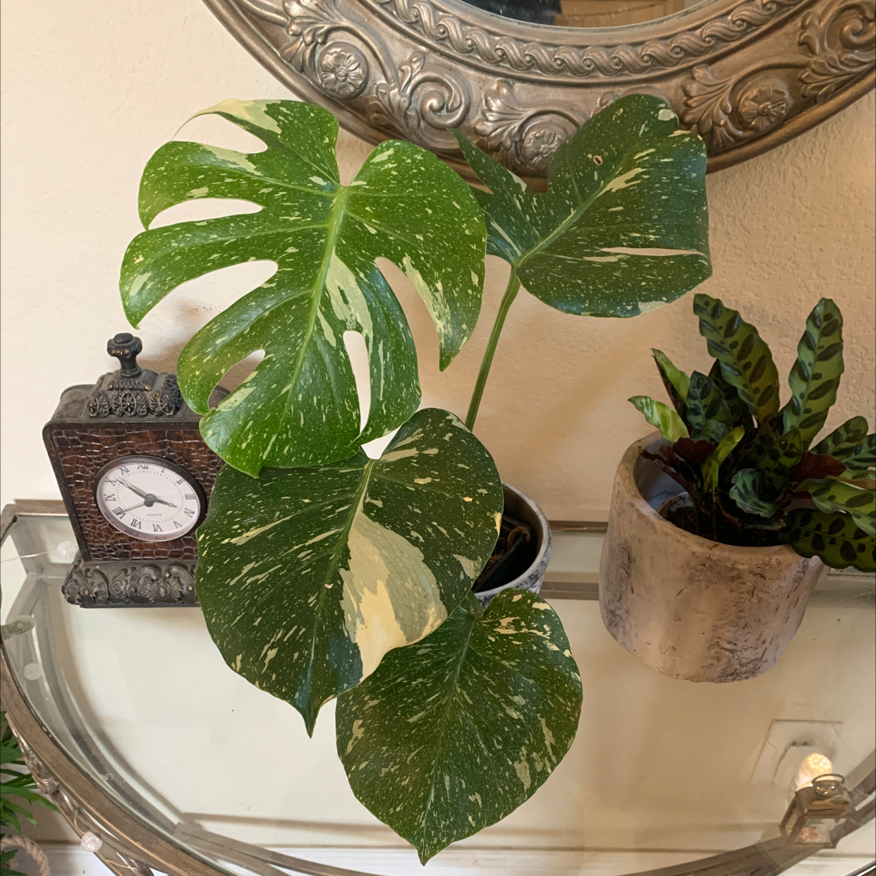 Thai Constellation Monstera plant with variegated leaves on a glass table, another plant in the background.