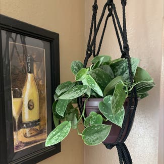 Silver Anne Pothos plant in Vacaville, California