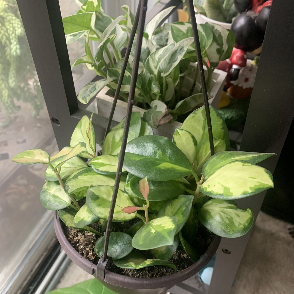 Photo of the plant species Hoya 'Lisa' by @Cccsuccs named Achilles on Greg, the plant care app