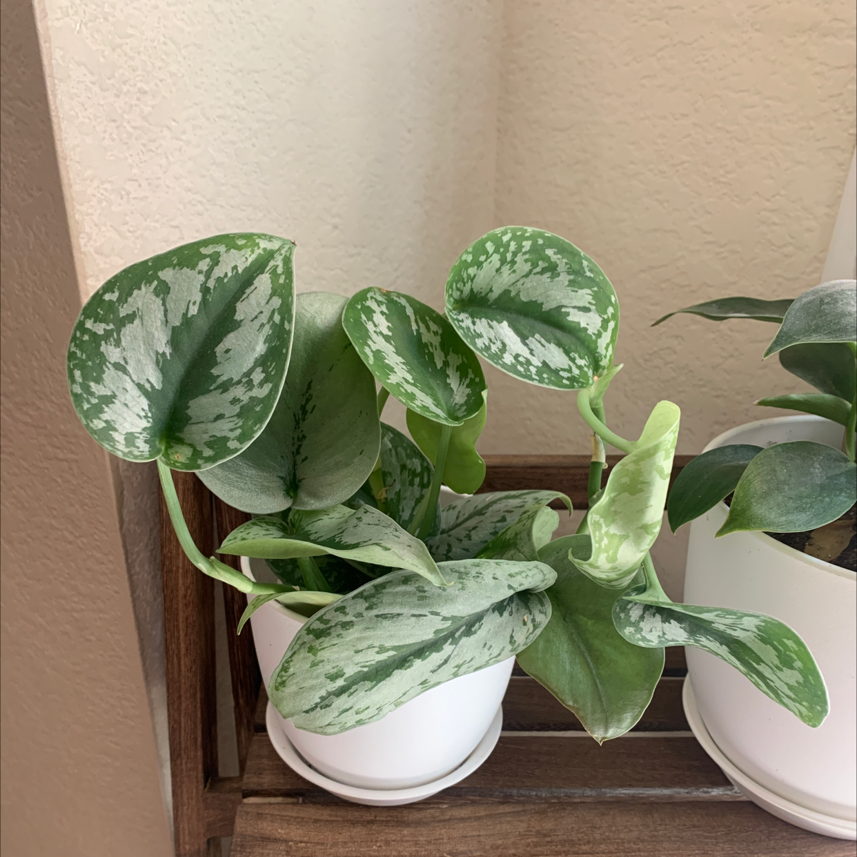 Photo of the plant species Silver Satin Pothos by @Cccsuccs named Sonora on Greg, the plant care app